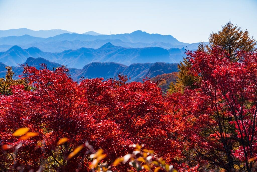 Fall leaves in Japan's resort town of Karuizawa. 