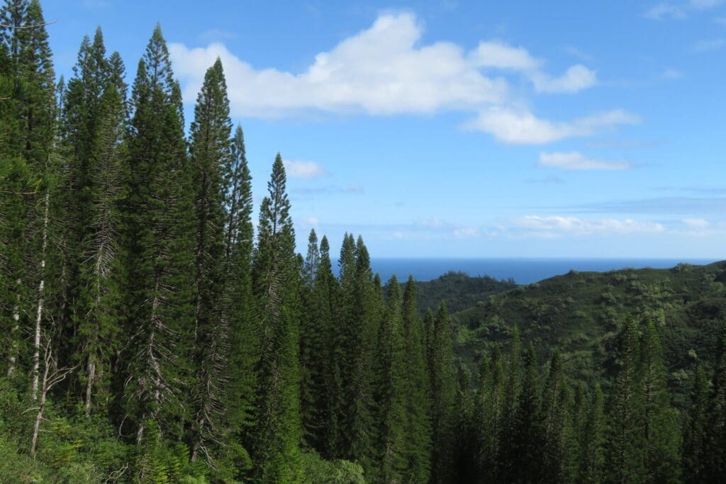 Pine tree dot the mountains and the beach shines in the horizon on the Laie Falls Trail. 