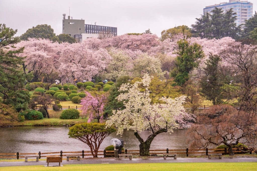 In Shinjuku Gyoen National Garden, cherry blossoms bloom.