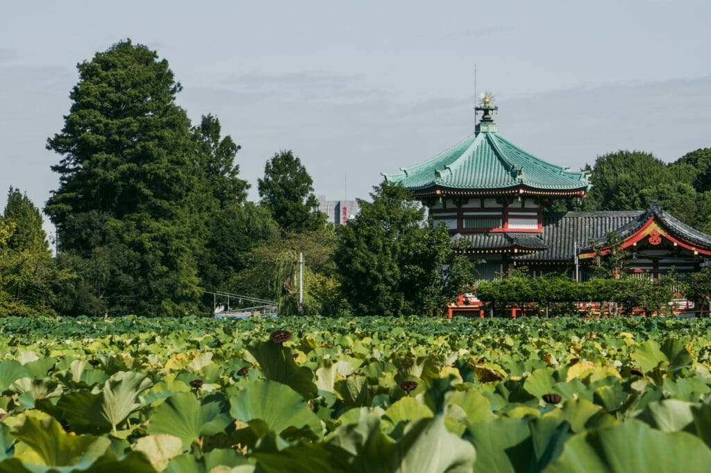 Visiting the Shinobazu Pond Bentendo should be on your tokyo solo travel itinerary. 