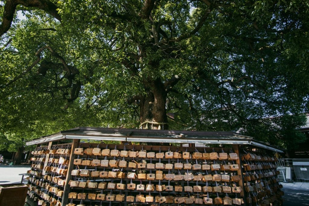 Fortunes at Meji Shrine in Tokyo. 