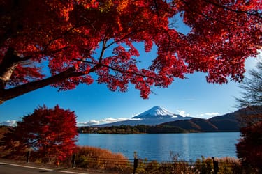 Mt. Fuji is seen in the distance blanketed by a glowing red tree. 