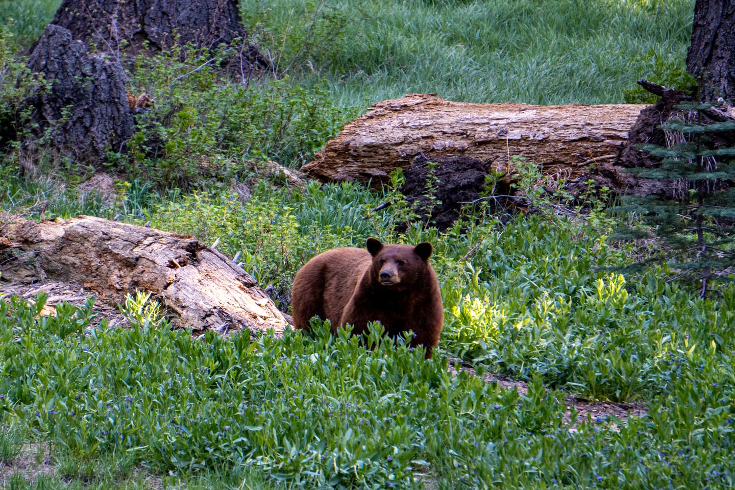 Sequoia & Kings Canyon Solo Hikes: 5 Trails Perfect for Solo Hiking