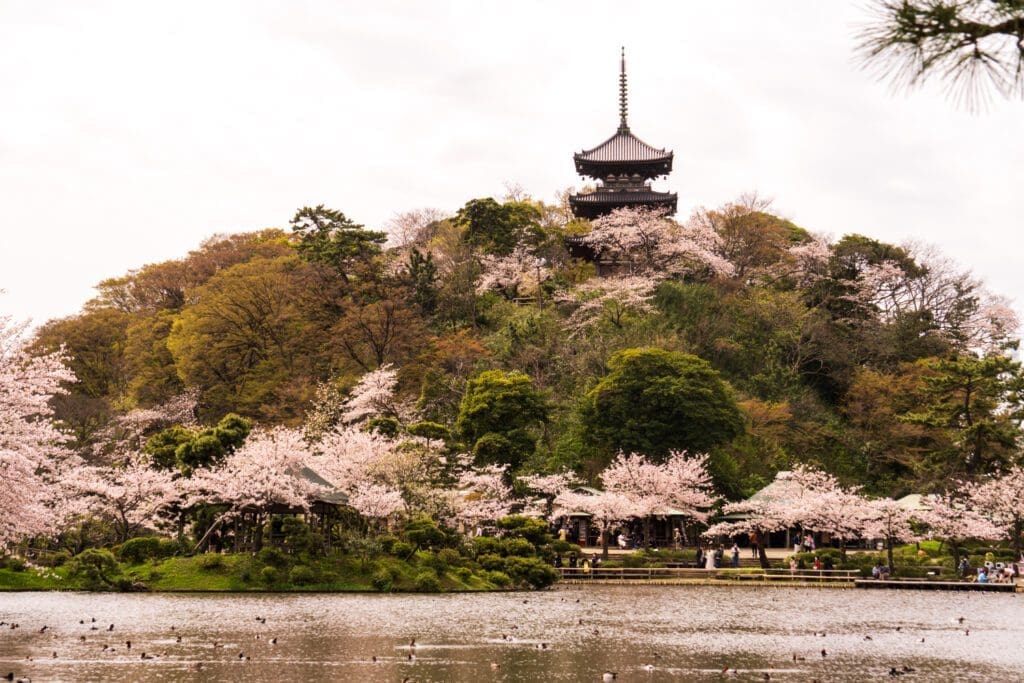 You must visit the Sankeien Gardens during cherry blossom season in Japan