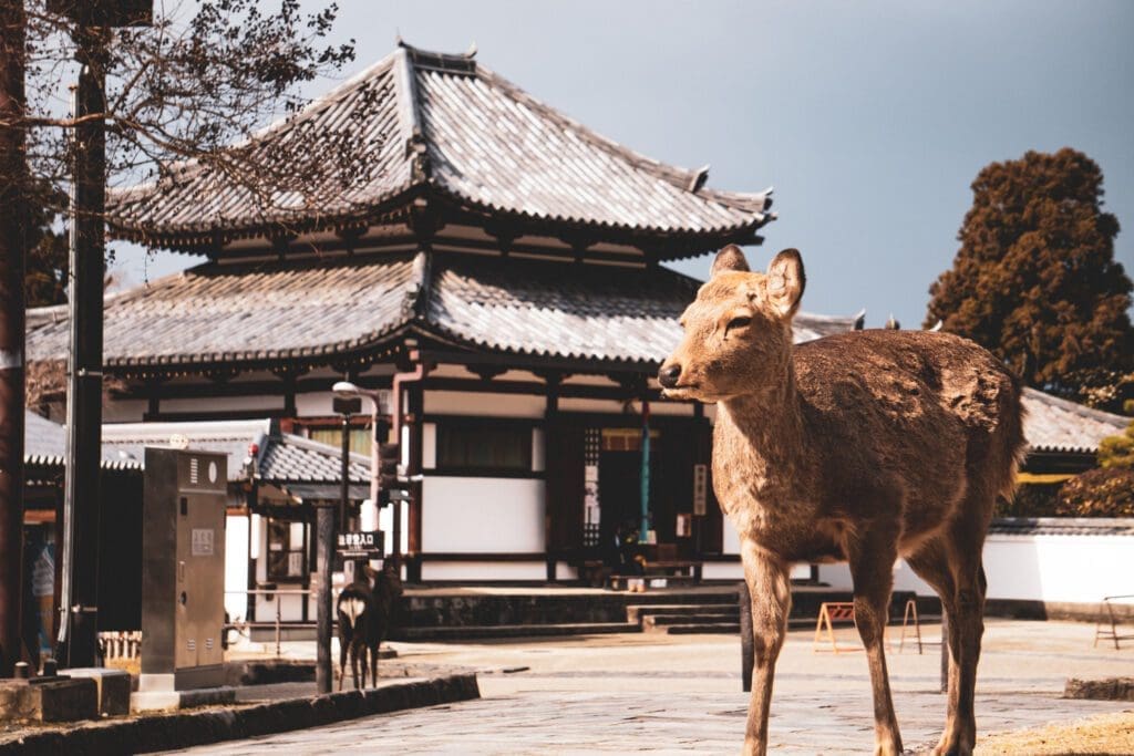 a nara deer in nara deer park