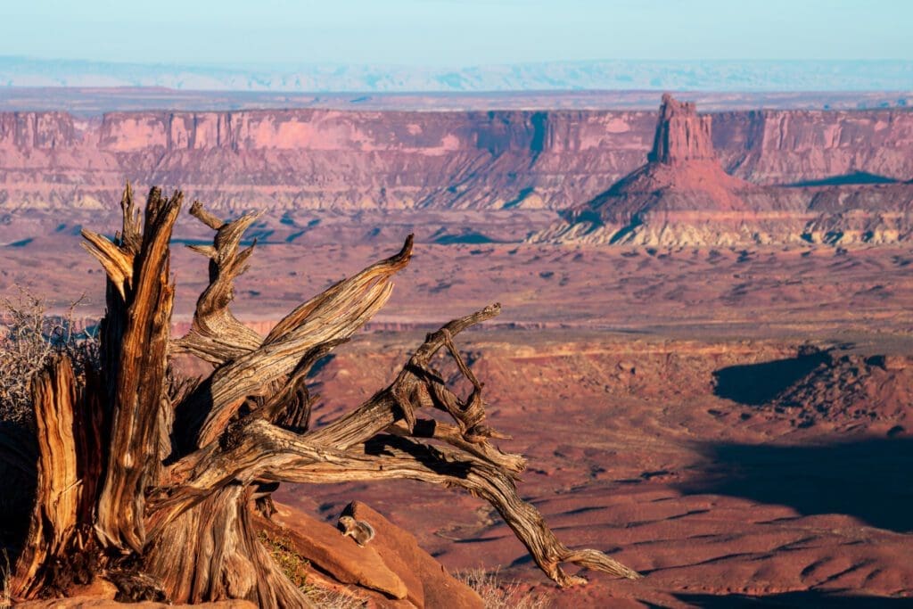 One of the many viewpoints of the Grand View Point Trail in Canyonlands National Park. 