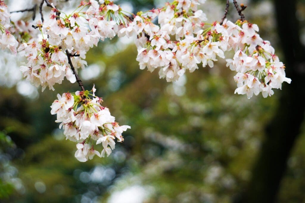 A close-up on cherry blossoms in Japan