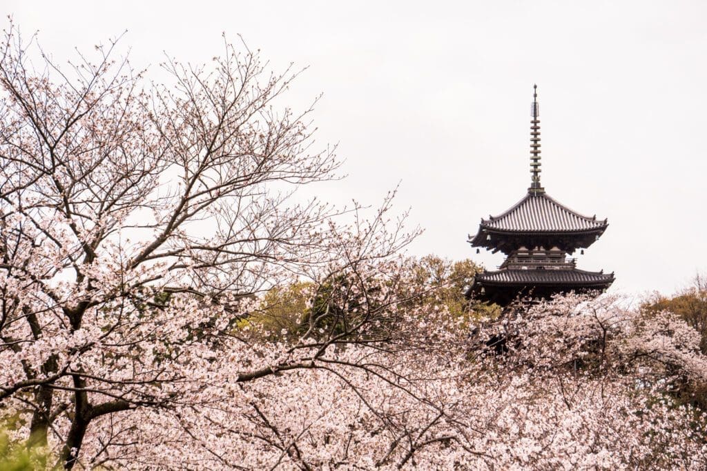 The view of cherry blossoms at the Sankeien Gardens.