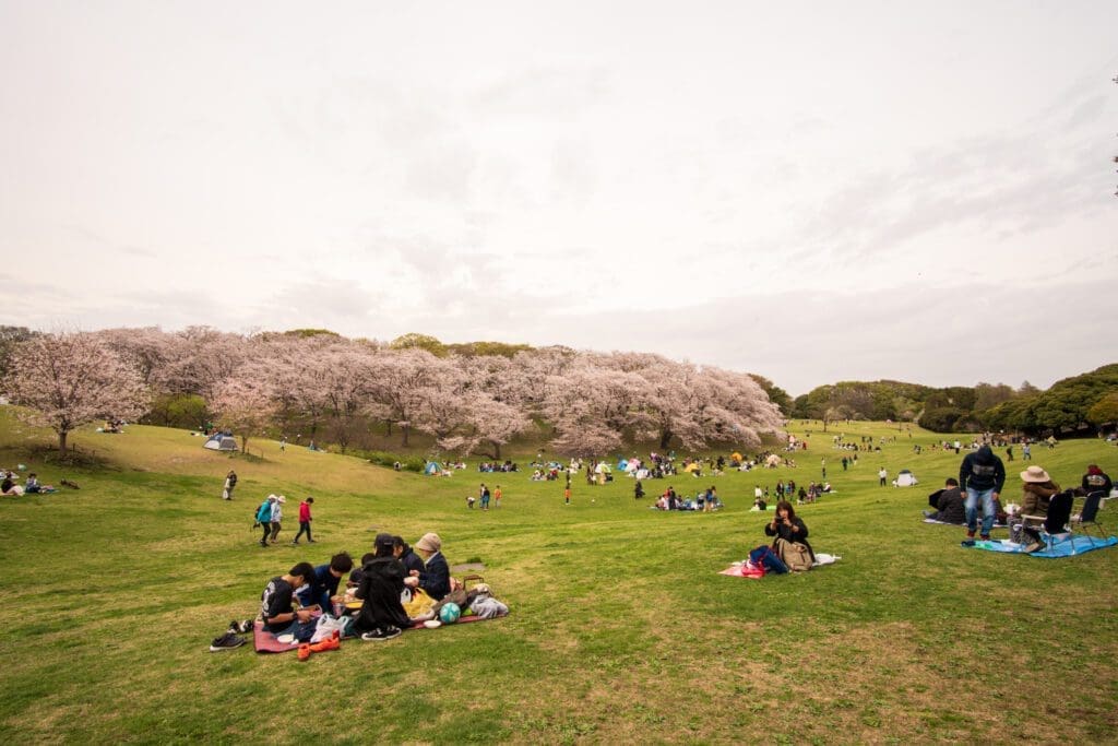 Japanese enjoying hanami parties in Negishi Forest Park. 