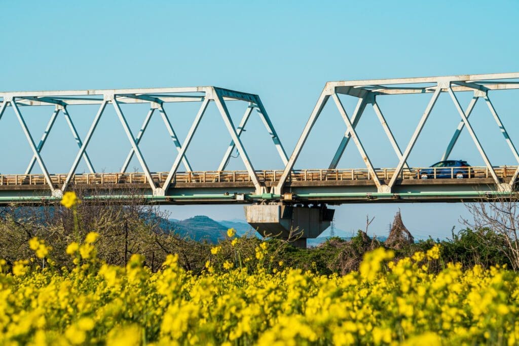 Yellow flowers blooming in Obuse, Nagano. 