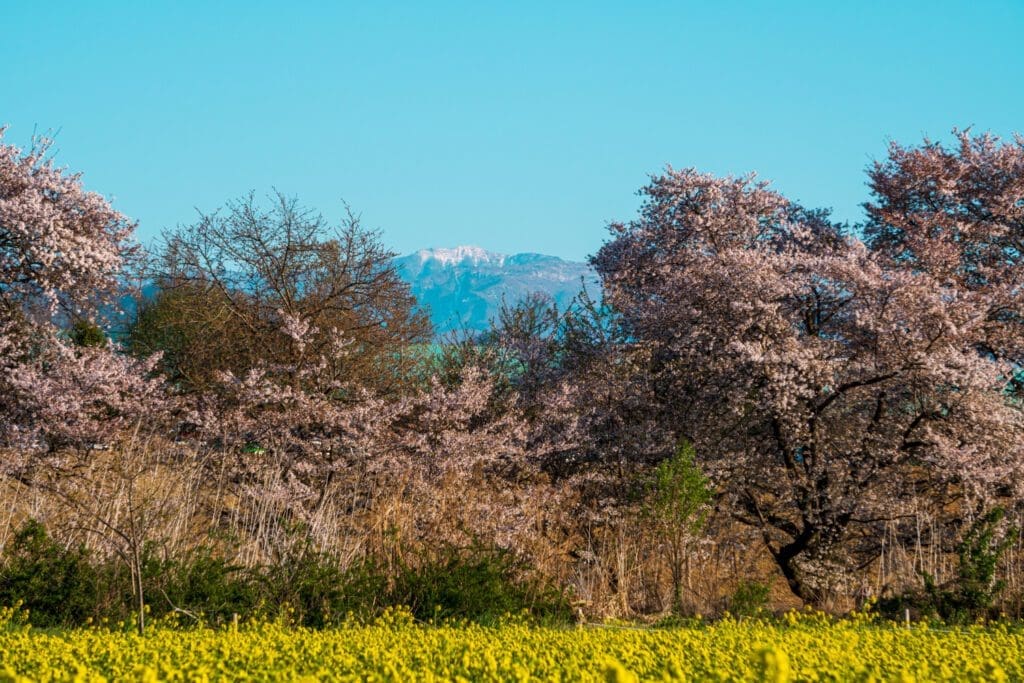 Cherry blossoms in Obuse, Japan.