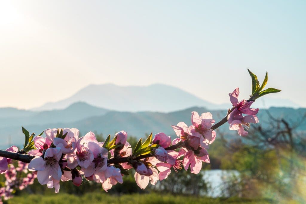 Plum blossoms in Obuse Japan