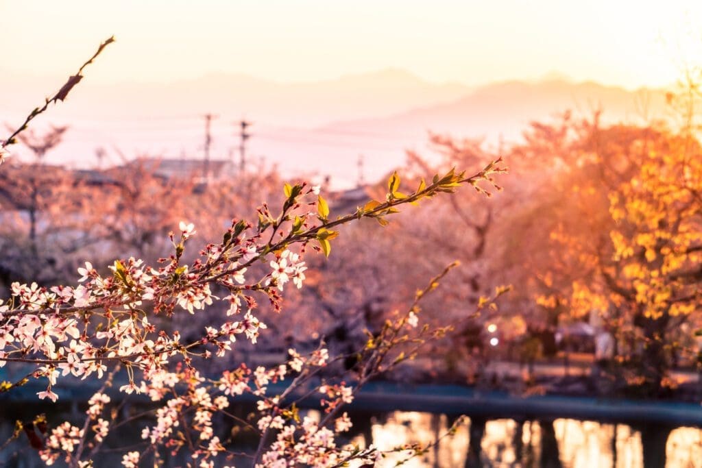 A pink sunset during sakura season in Garyu Park