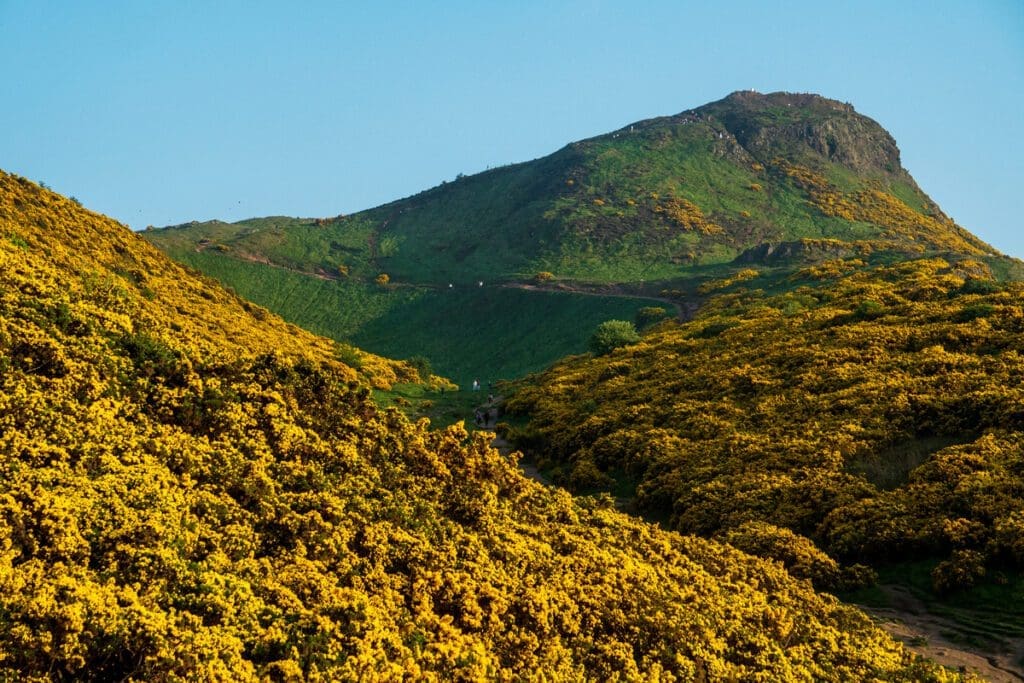 Arthur's Seat covered by yellow flowers in spring. 